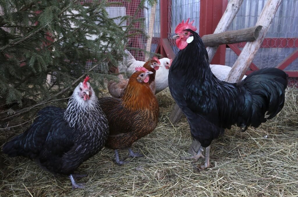 Chicken Coops