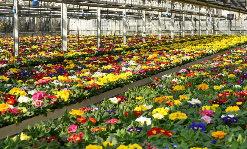 United States Floriculture Market Report & Forecast 2025-2034