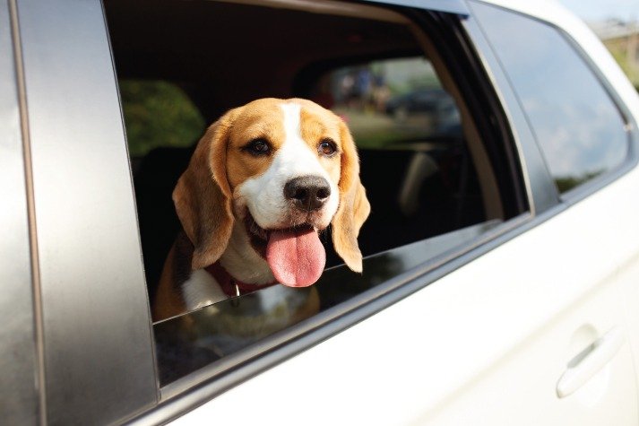 pet transport europe to uk