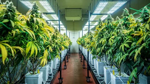 cannabis flower store