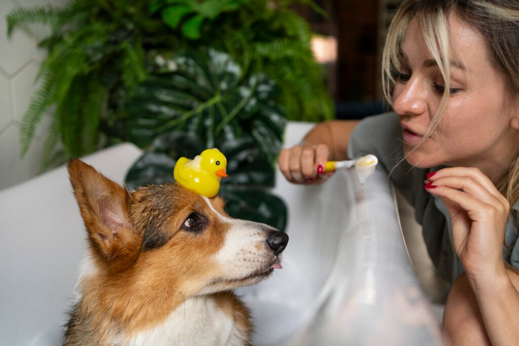 pet dental